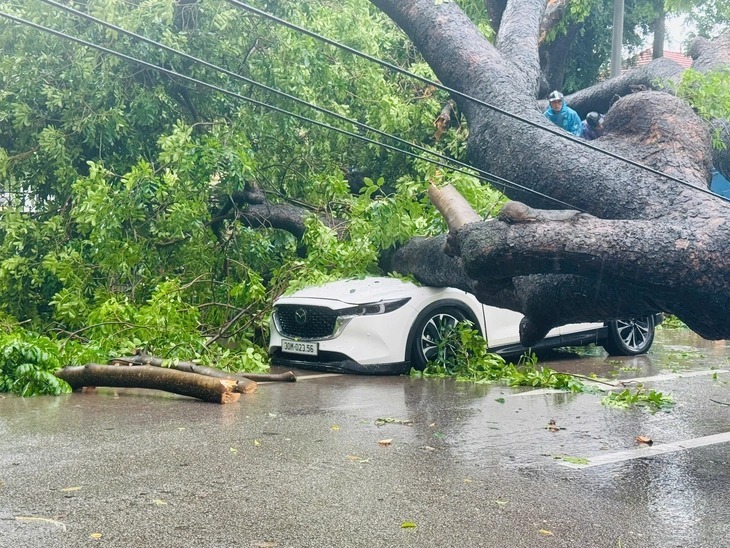 Cây cổ thụ đè trúng ô tô trên phố Trần Phú. (Ảnh: Tuổi trẻ)