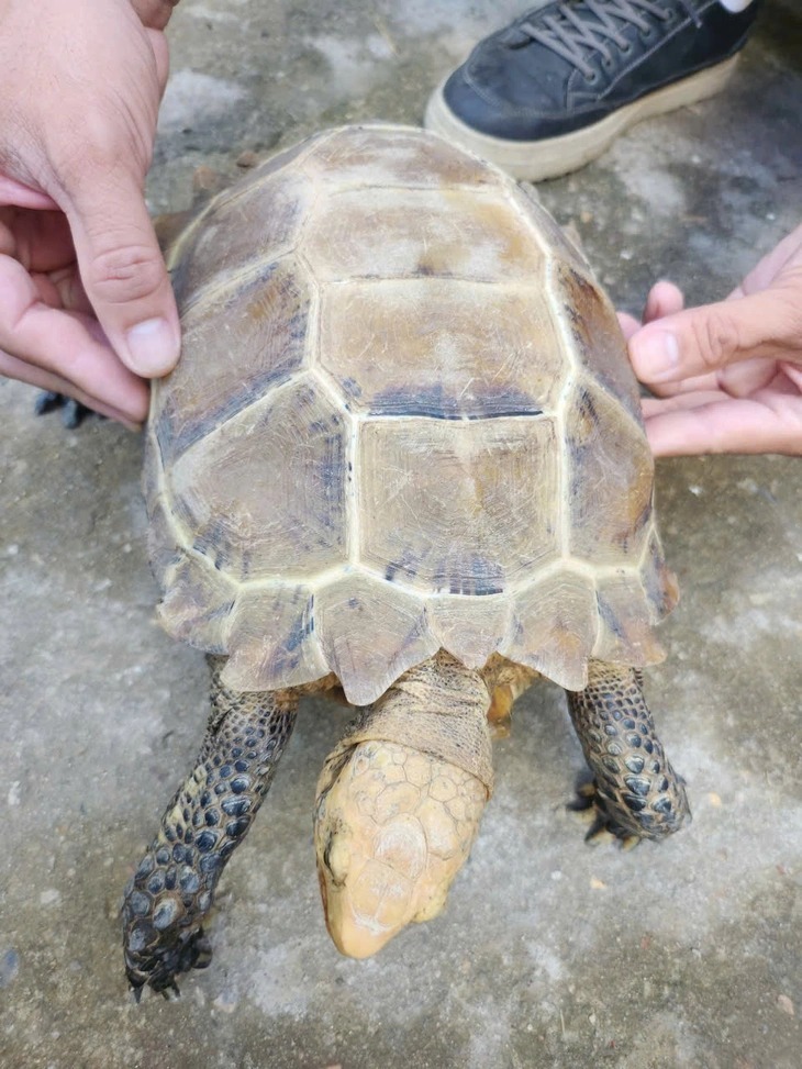 Cận cảnh con rùa quý hiếm được thả về tự nhiên. Ảnh: Tuổi trẻ Online