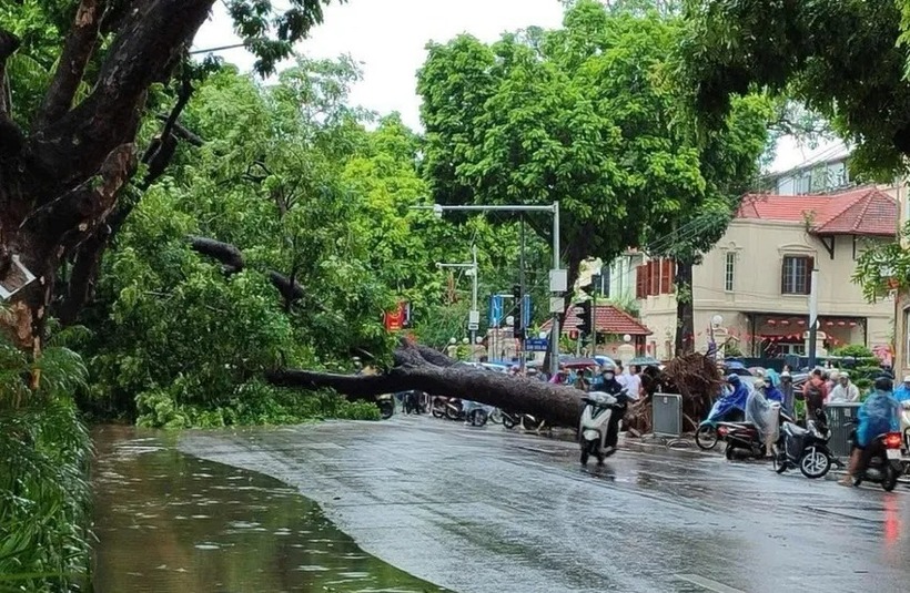Hiện trường vụ cây đổ trên đường Trần Phú. (Ảnh: PLO)
