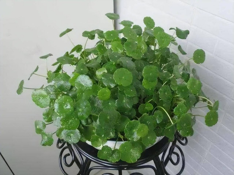 Cỏ đồng tiền (tên khoa học là Hydrocotyle Verticillata) là loại cây ưa nước. Nó chủ yếu mọc ở các mương sông.