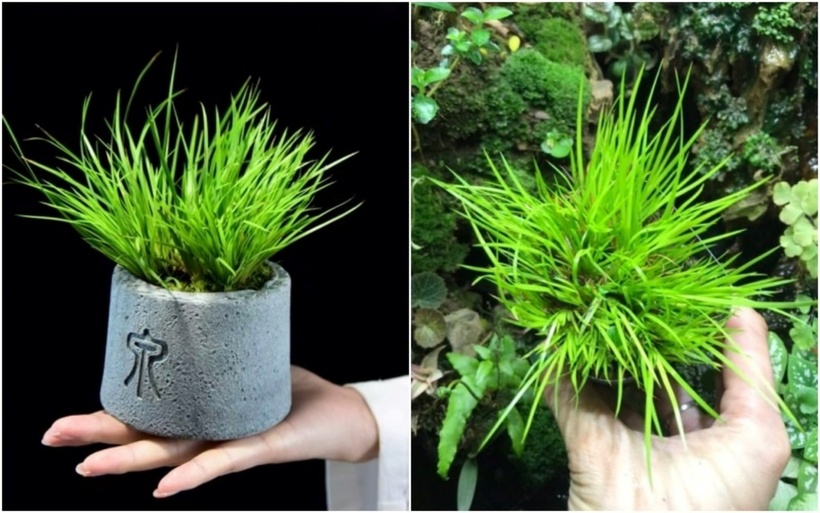 Là một loài cây cảnh mang vẻ đẹp thanh tao, thạch xương bồ có dáng thế đẹp, luôn xanh tươi và tỏa hương thơm thoang thoảng. Với những đặc điểm này, thạch xương bồ thường được dùng để chế tác các sản phẩm hòn non bộ, sinh vật cảnh có giá trị cao, thậm chí lên đến hàng triệu đồng mỗi chậu.