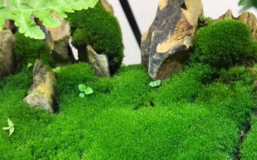 Rêu tốt nhất nên được trồng bằng đất tơi xốp, thoáng khí, nhiều mùn. Loại cây cảnh này sợ ánh sáng mạnh, vì vậy hãy đặt ở nơi mát mẻ, thoáng gió. Khi môi trường khô ráo, nên phun sương thường xuyên cho cây.