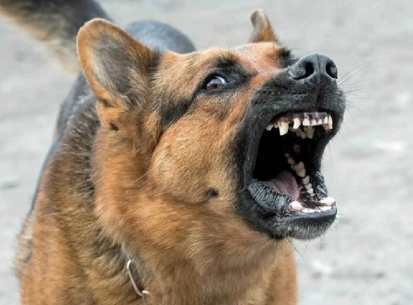 Các bác sĩ khuyến cáo những gia đình có trẻ nhỏ nên hạn chế nuôi chó mèo, hoặc nếu nuôi cần tiêm phòng đầy đủ, tiêm nhắc định kỳ hàng năm để phòng dại.