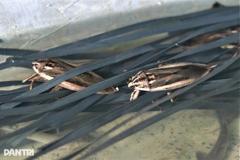 Cà cuống nhạy cảm với môi trường, cần khu vực sạch sẽ để sinh sống. Ảnh: Dân trí