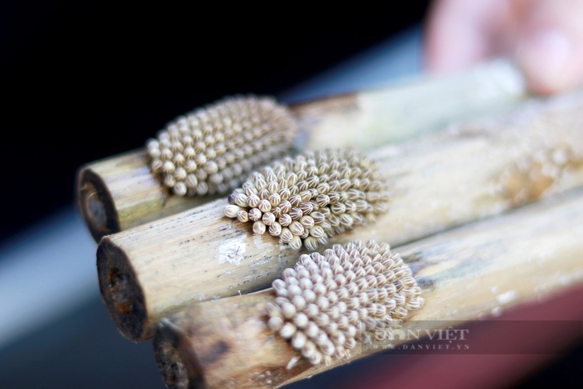 Trứng cà cuồng. Ảnh: Dân Việt