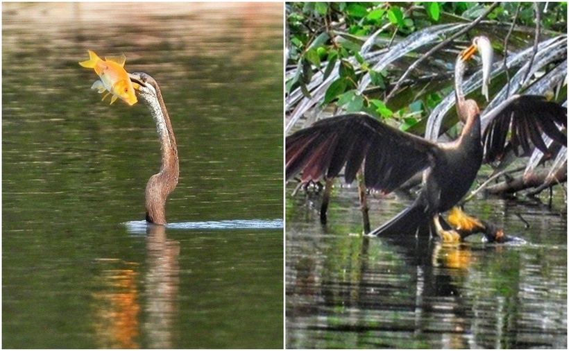 Hình ảnh chim cổ rắn lông đen săn cá tại hồ Bán Nguyệt. (Ảnh: Tiền phong)