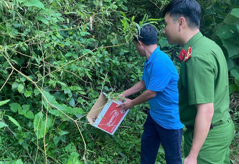 Cơ quan chức năng xã Tiên Đồng thả cu li nhỏ về rừng. Ảnh: Dân trí