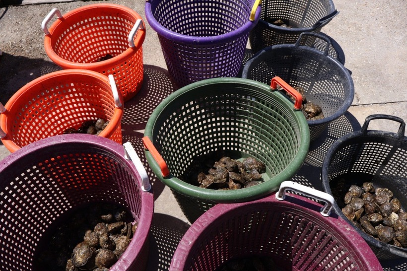 Hàu được đánh bắt ngoài khơi bờ biển Louisiana. Ảnh: Louisiana Illuminator