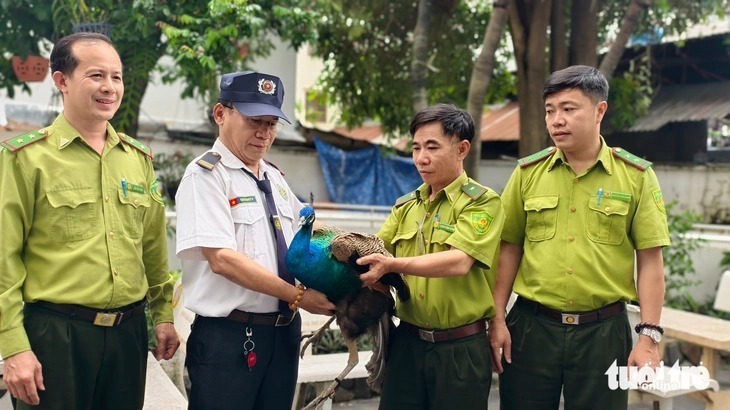 Con chim công được ông Thạch Cảnh Tâm tự nguyện giao cho Chi cục Kiểm lâm TP.HCM. Ảnh: Tuổi trẻ