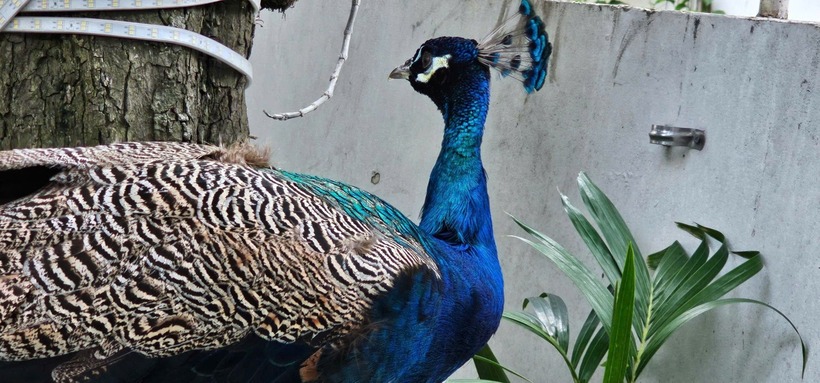 Kiểm lâm TP.HCM xác định đây là công Ấn Độ (tên khoa học Pavo cristatus). Ảnh: Dân Việt