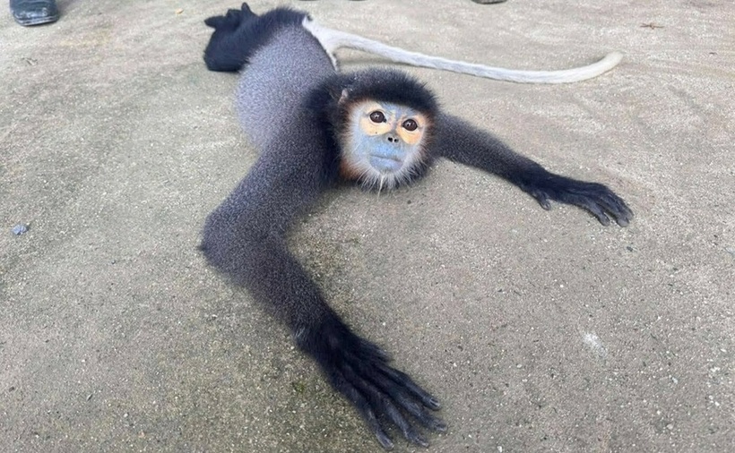 Con voọc chà vá chân đen được người dân bàn giao trong tình trạng liệt chân. (Ảnh: Hạt kiểm lâm Đạ Huoai)