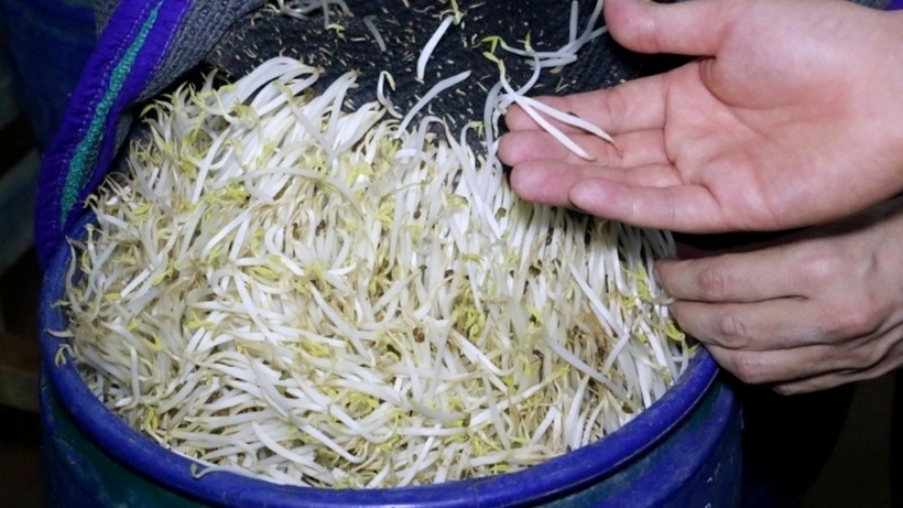 Bằng cách tưới “nước kẹo”, thời gian ủ giá được rút ngắn, trọng lượng giá cũng tăng lên. Ảnh: Nhân Dân