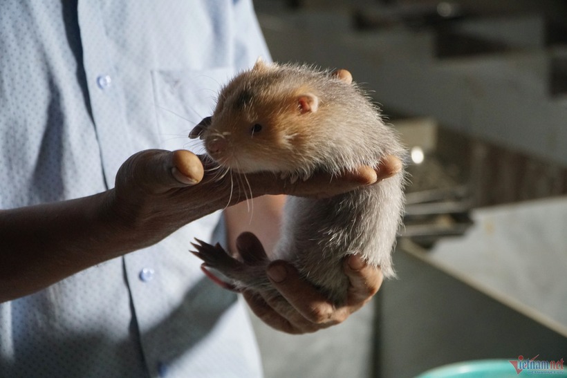 Dúi là loài ăn ít, thức ăn lại dễ kiếm và có sẵn như mía, ngô, thân cây tre. Mỗi ngày chỉ cần cho ăn hai lần vào buổi sáng và chiều. Ảnh: VietNamnet