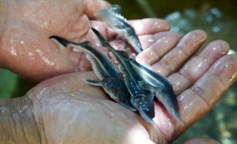 Cá tầm giống. Ảnh: Lao động