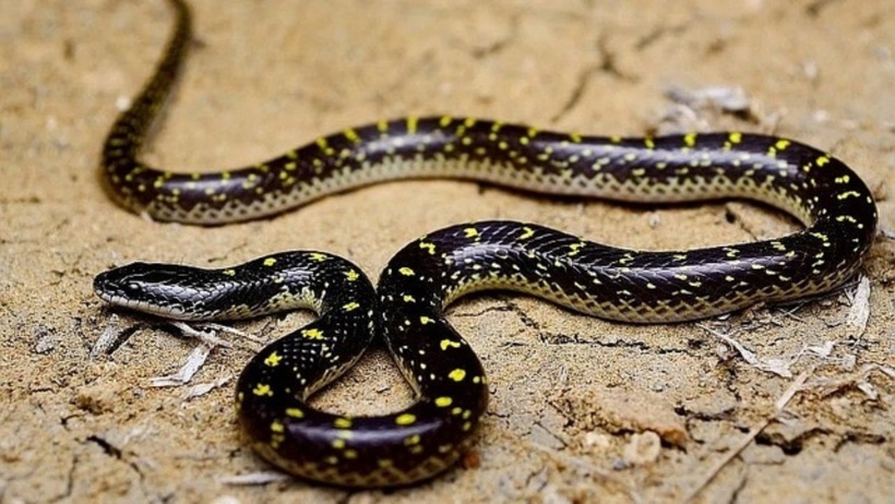 Bị rắn độc trong giày cắn, một người đàn ông đã tử vong.