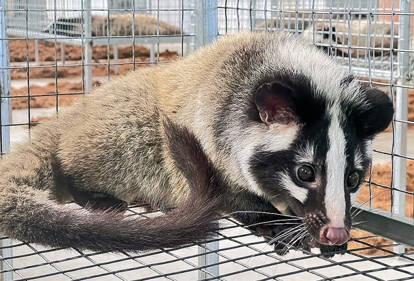 Con chồn mốc trong trại của anh Chúc. Ảnh: Thương hiệu & Sản phẩm