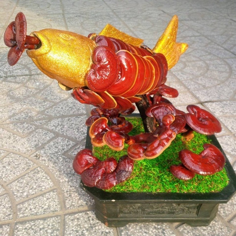 Mỗi cây nấm thành phẩm đều có hình dáng độc đáo, không cây nào giống cây nào. Đó chính là nét đặc biệt của loại bonsai này. Để trồng thành công đòi hỏi người làm phải tốn rất nhiều công sức tạo hình. Một chậu nấm đẹp phải có tán rộng, nhiều nhánh xòe ra, tượng trưng cho sự sum suê và tài lộc dồi dào.