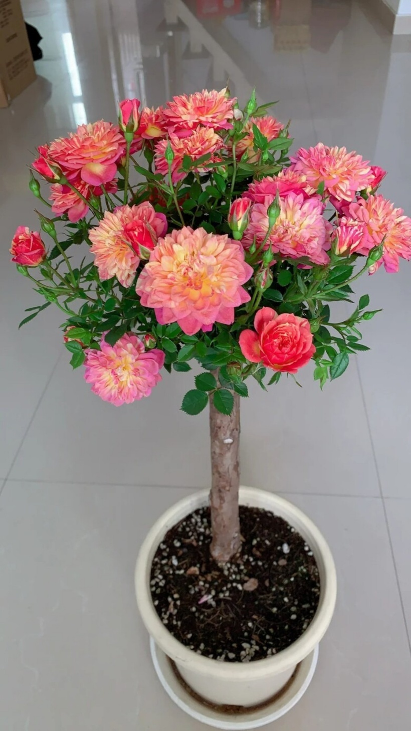 Việc trồng hoa hồng bonsai không hề đơn giản, theo đó ghép là phương pháp được sử dụng phổ biến nhất để trồng hoa hồng từ gốc cây già. Chọn gốc ghép là bước quan trọng để ghép thành công.