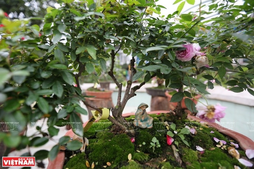 Việc chăm sóc sau ghép cũng rất quan trọng. Hãy đặt chậu hoa hồng đã ghép ở nơi thông thoáng, đủ ánh sáng để chăm sóc. Bạn có thể bón thêm phân hữu cơ mỗi lần tưới nước, nhưng không nên tưới quá nhiều nước. Trong quá trình này, không được di chuyển chậu hoa hồng ghép.  Thời điểm ghép hoa hồng tốt nhất là vào mùa xuân từ tháng 4 đến tháng 5 và mùa thu từ tháng 9 đến tháng 10.