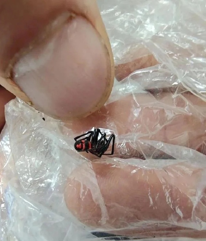 Nhện "quái phì phúc chu", một loài hiếm gặp và được coi là họ hàng gần của "góa phụ đen". Ảnh: Saostar.