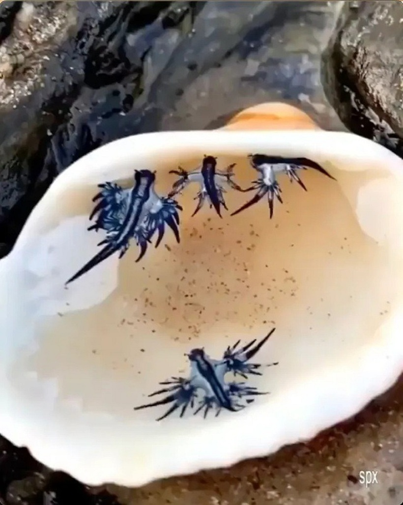 “Rồng xanh” có nọc độc nguy hiểm. Nguồn: Solarpix