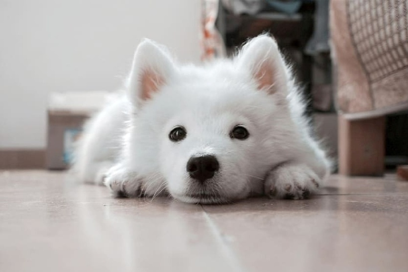 Chú chó giống Samoyed đã chết sau cú rơi. Ảnh minh họa.