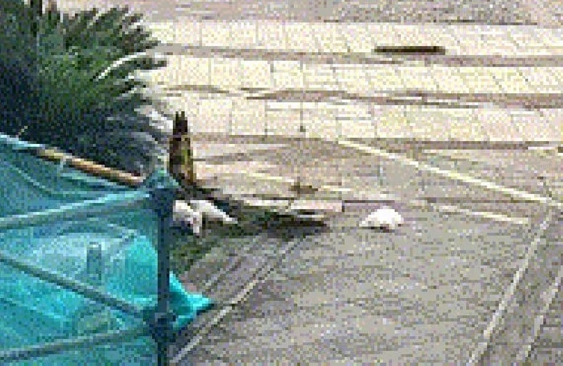 Một người phụ nữ ở Ôn Châu, Chiết Giang, đã ném hai chú chó của mình từ tầng 21 xuống đất, khiến cả con vật tử vong. Ảnh: Saostar.