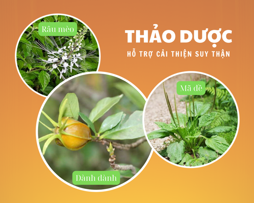 Các bệnh về tim mạch có thể ảnh hưởng tới lưu lượng máu đến thận