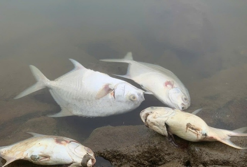 Khi mua cá, nếu thấy cá không còn cử động và phần bụng phình lên bất thường, đây có thể là dấu hiệu cá đã chết được một khoảng thời gian.