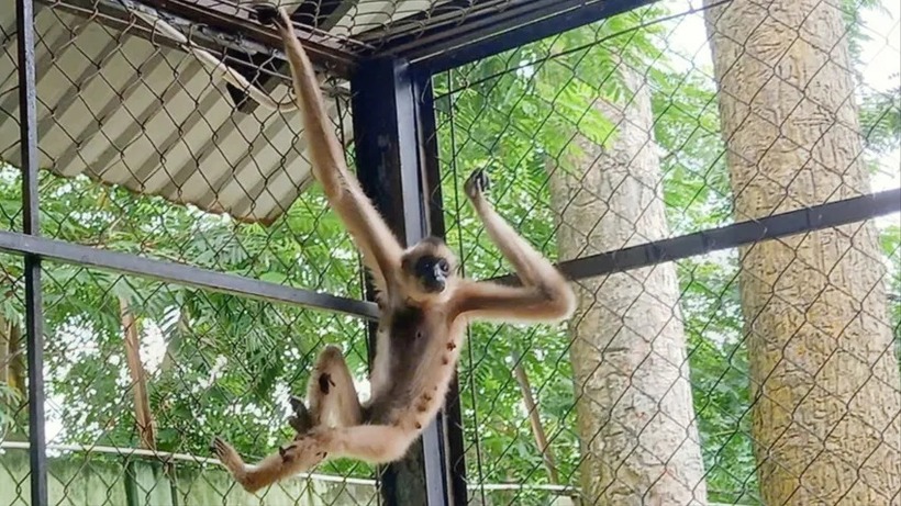 Con vượn má vàng được người dân ở xã Củ Chi giao nộp cho kiểm lâm. Ảnh: PLO