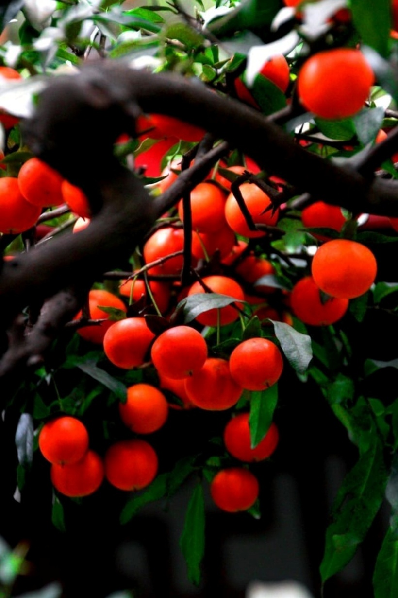 Cây cảnh này còn được gọi là "cẩm thạch vàng" vì hình dáng quả hồng như những viên cẩm thạch vàng, tượng trưng cho vàng bạc, tài lộc. Ảnh: Dân Việt.