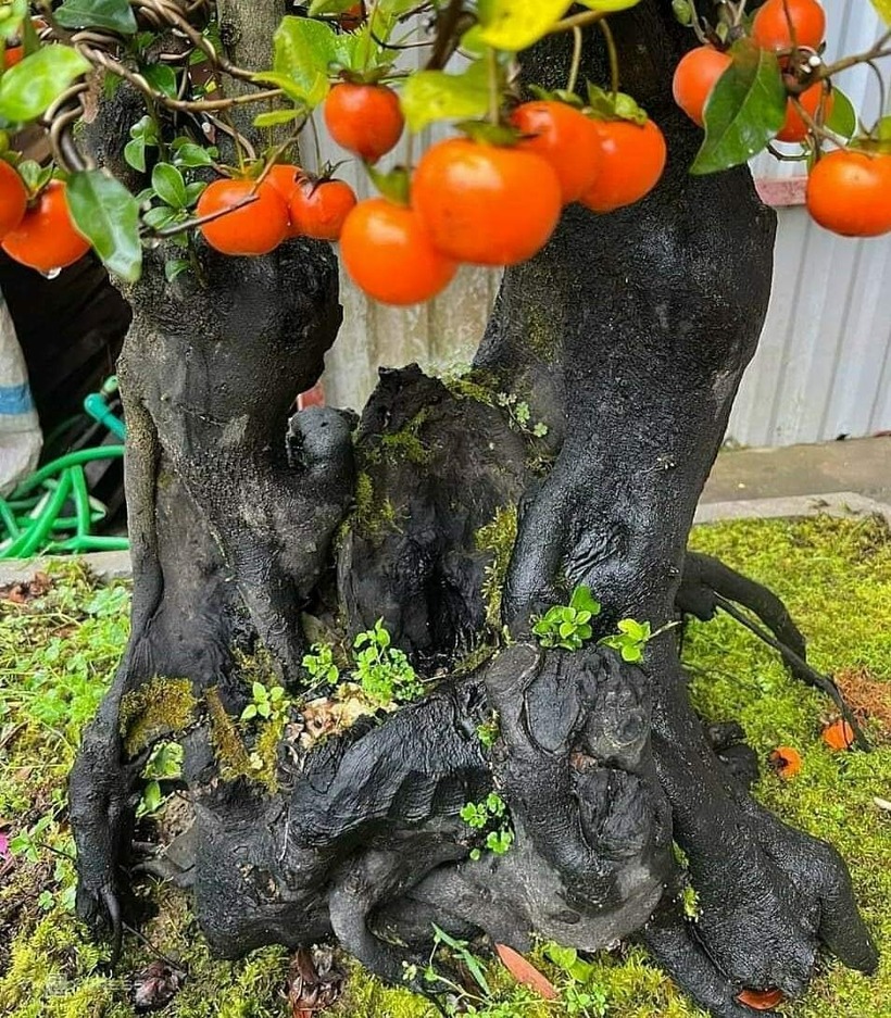 Gốc cây thạch cẩm vàng cứng như đá có đường kính 60 cm. Ảnh: Vnexpress.