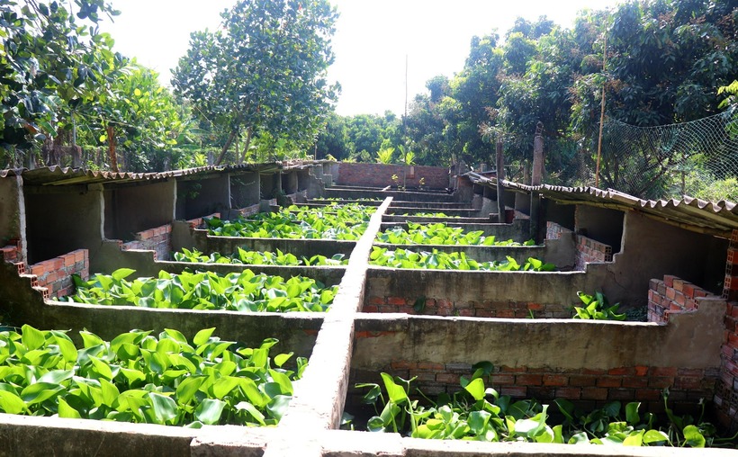 Bể xi măng nuôi cua đinh của gia đình anh Quan. Ảnh: Báo Tin tức & Dân tộc