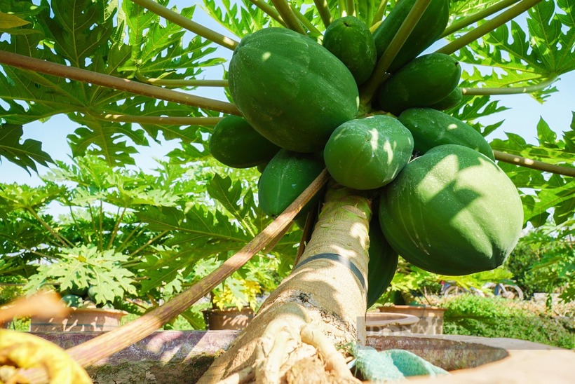 Nếu được chăm sóc đúng cách, đu đủ bonsai sẽ cho quả sai trĩu cành từ gốc đến ngọn. Ảnh: Dân Việt.