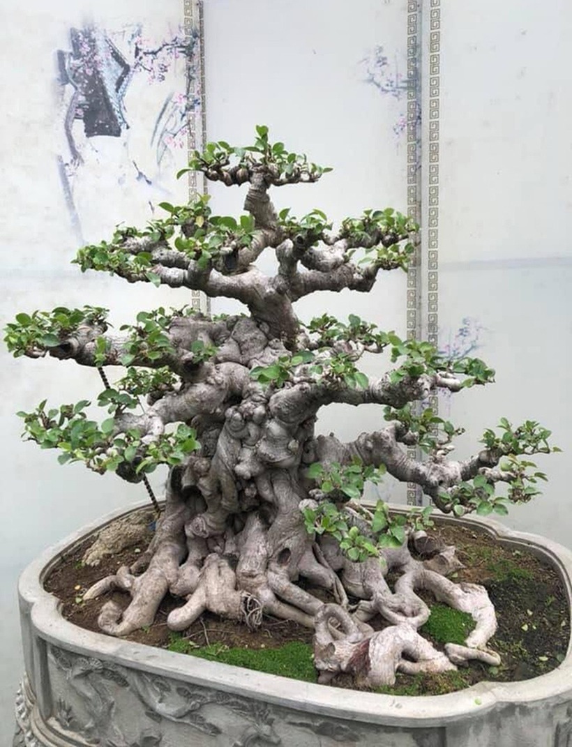 Bonsai cây si đỏ đẹp mắt. Ảnh: Dân Trí.