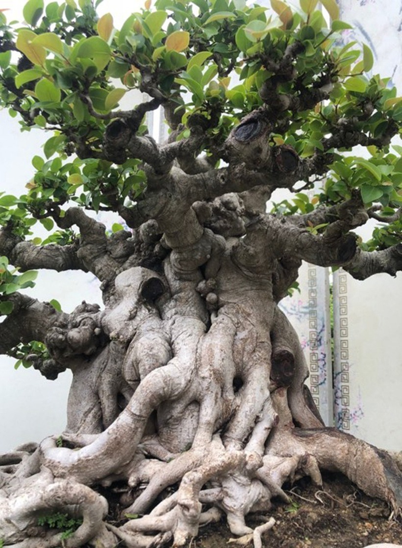 Tác phẩm bonsai si đỏ độc đáo mang tên "Nhất trụ liên chi". Ảnh: Dân Trí.