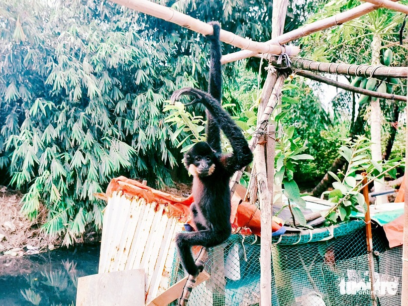 Chú vượn xuất hiện phía sau nhà người dân vào chiều 5/9. Ảnh: Tuổi Trẻ.