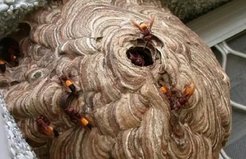 Kết quả giám định pháp y cho thấy Runrun có hơn 300 vết ong đốt, trong khi Yaya bị tới hơn 700 vết đốt.