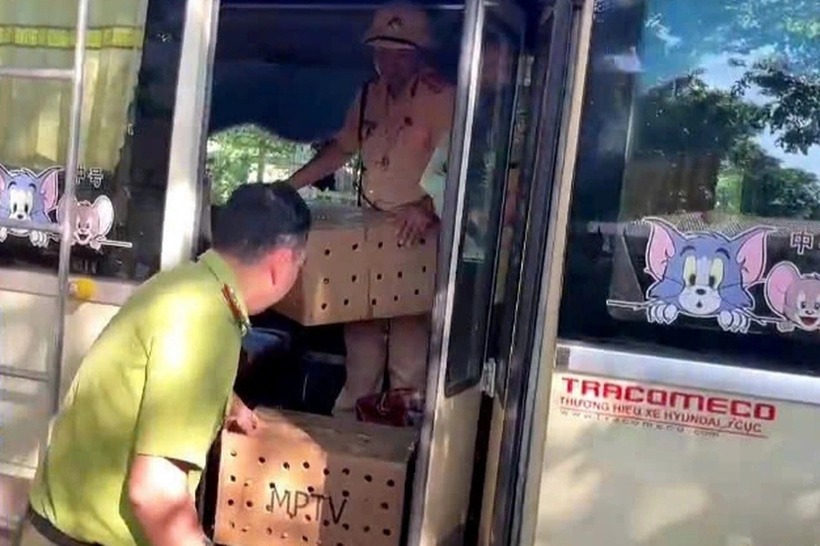 Lực lượng chức năng phát hiện 136 cá thể chim chào mào bị vận chuyển, mua bán trái phép. (Ảnh: Công an Thanh Hóa)