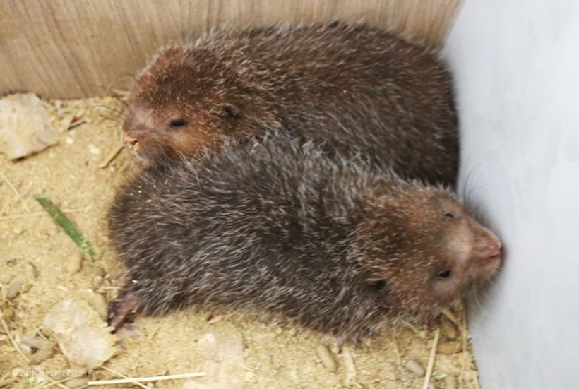 Dúi bên trong trang trại của chị Phượng. Ảnh: VnExpress