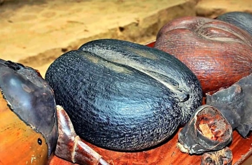 Hạt của cọ coco de mer.