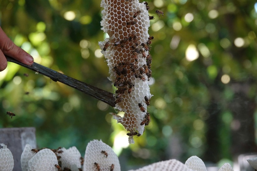 Trung bình mỗi tháng, anh Trọng thu được khoảng 2.000 lít mật ong. Ảnh: VietNamnet