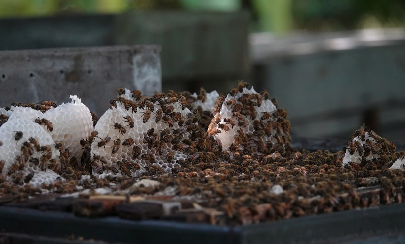 Đàn ong đang cho mật của anh Trọng. Ảnh: VietNamnet