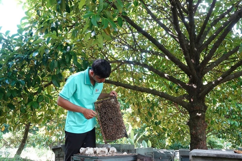 Anh Nguyễn Kim Trọng nuôi ong. Ảnh: Nông nghiệp & Môi trường