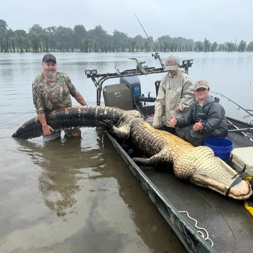 Con cá sấu khổng lồ dài 4,27 m và cân nặng 300,28 kg. Ảnh: News.