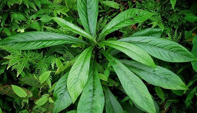 Lá xương sông không chỉ là một loại thảo dược quý trong dân gian mà còn là nguyên liệu tuyệt vời để chế biến món ăn.