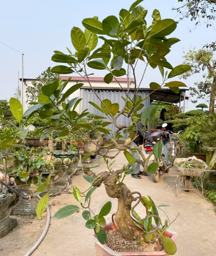 Thị trường cây cảnh ngày càng phong phú, đa dạng, thu hút sự chú ý của giới chơi cây. Có những loại cây hoa, cây ăn quả vốn quen thuộc ở các miền quê Việt Nam nay lên chậu thành bonsai đẹp lạ, độc đáo, ví dụ như cây mít bonsai. Cây mít thuộc loại cây gỗ, thường ra quả sau khoảng 3 năm trồng. Quả mít được chia thành từng múi, có vị ngọt và mùi thơm nức mũi, được bán trên thị trường với giá từ 25.000 đồng/kg.