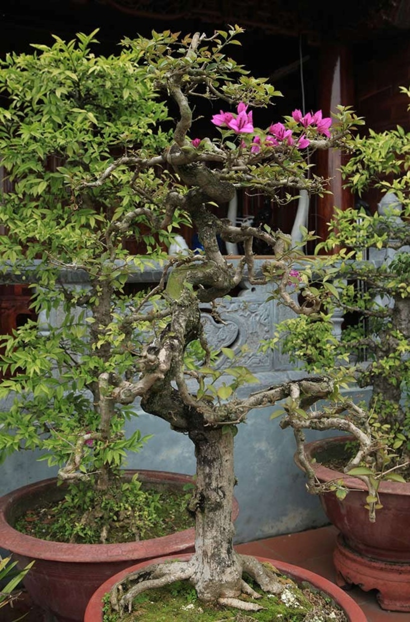 Bonsai hoa giấy dáng trực có tuổi đời hơn chục năm.