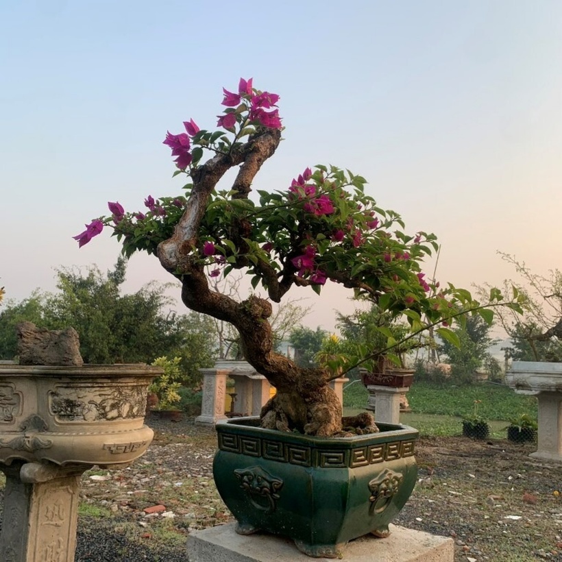Dáng cây bonsai hoa giấy rất đa dạng và cuốn hút.