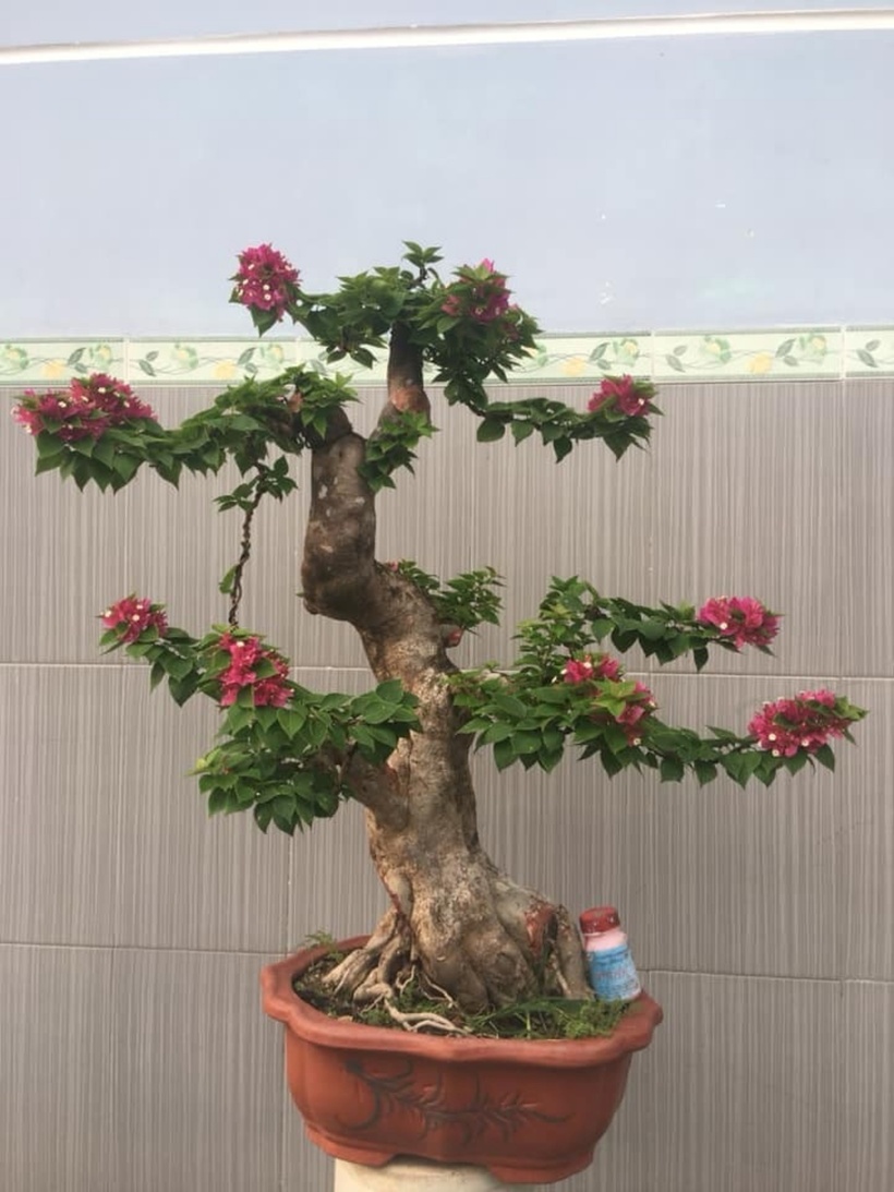 Tùy vào kích cỡ, độ tuổi, dáng dấp và màu hoa, những gốc hoa giấy bonsai được bán ra thị trường với mức giá khác nhau, dao động từ vài triệu cho đến hàng trăm triệu đồng.